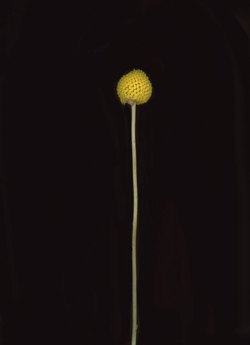 A single yellow Billy Button flower on a long slender stem against a dark background.