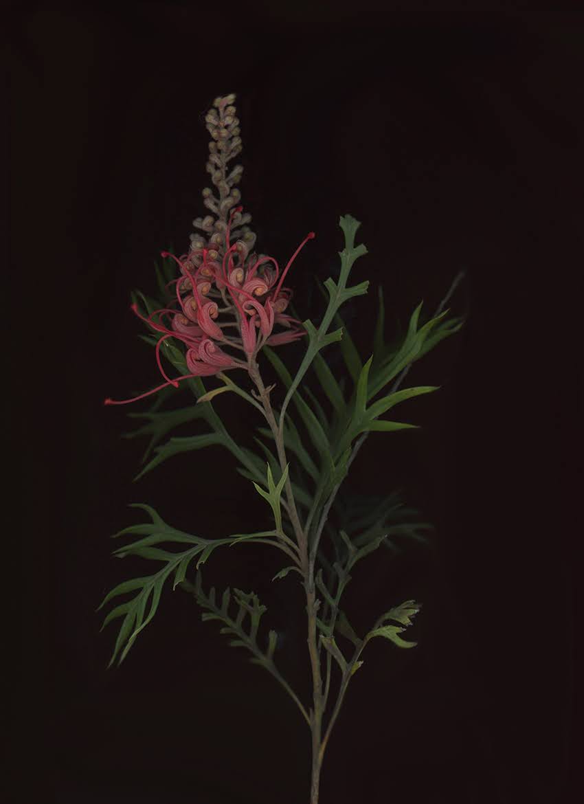 A pink Grevillea flower above a branching stem and finely divided green leaves.