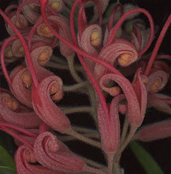 A close view of curled pink Grevillea flowers.