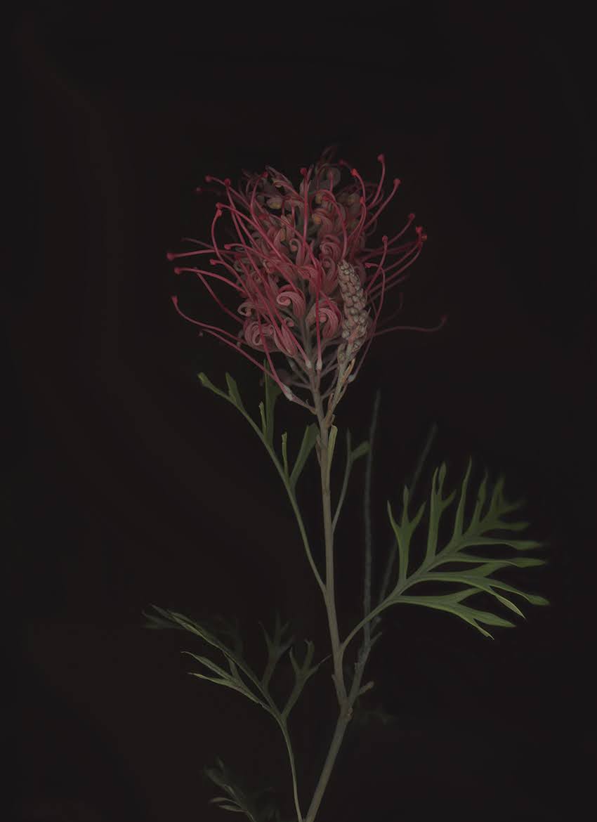 A red Grevillea flower on a branching stem against a dark background.