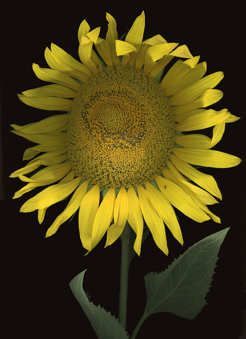 A bright yellow Sunflower with a green stem and leaves against a dark background.