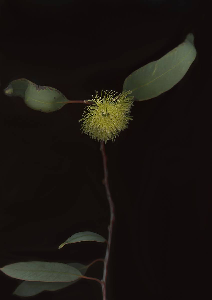 A yellow gum flower on a branch with broad grey-green leaves.