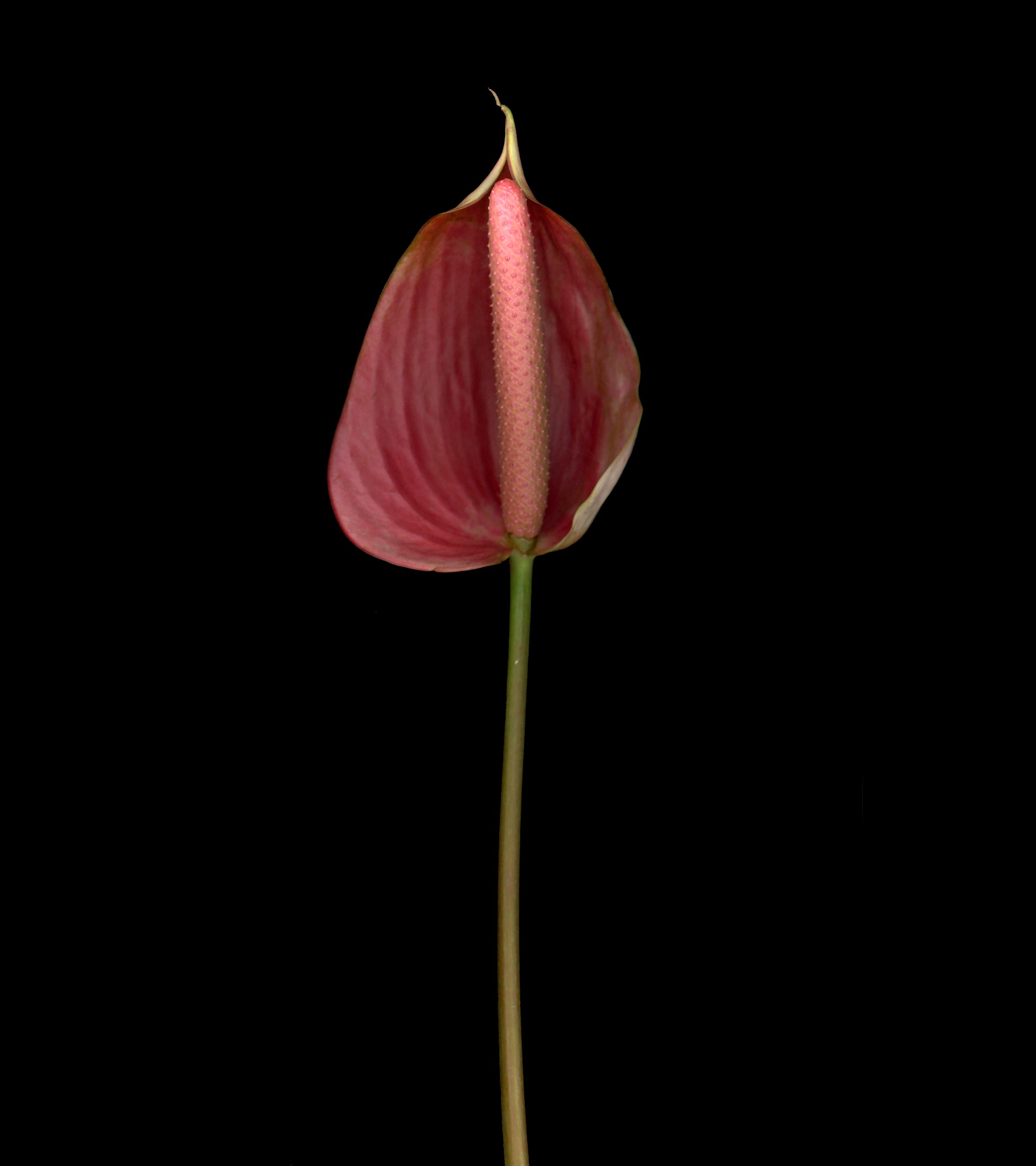 A red Anthurium with a pale central spike and slender stem against black.